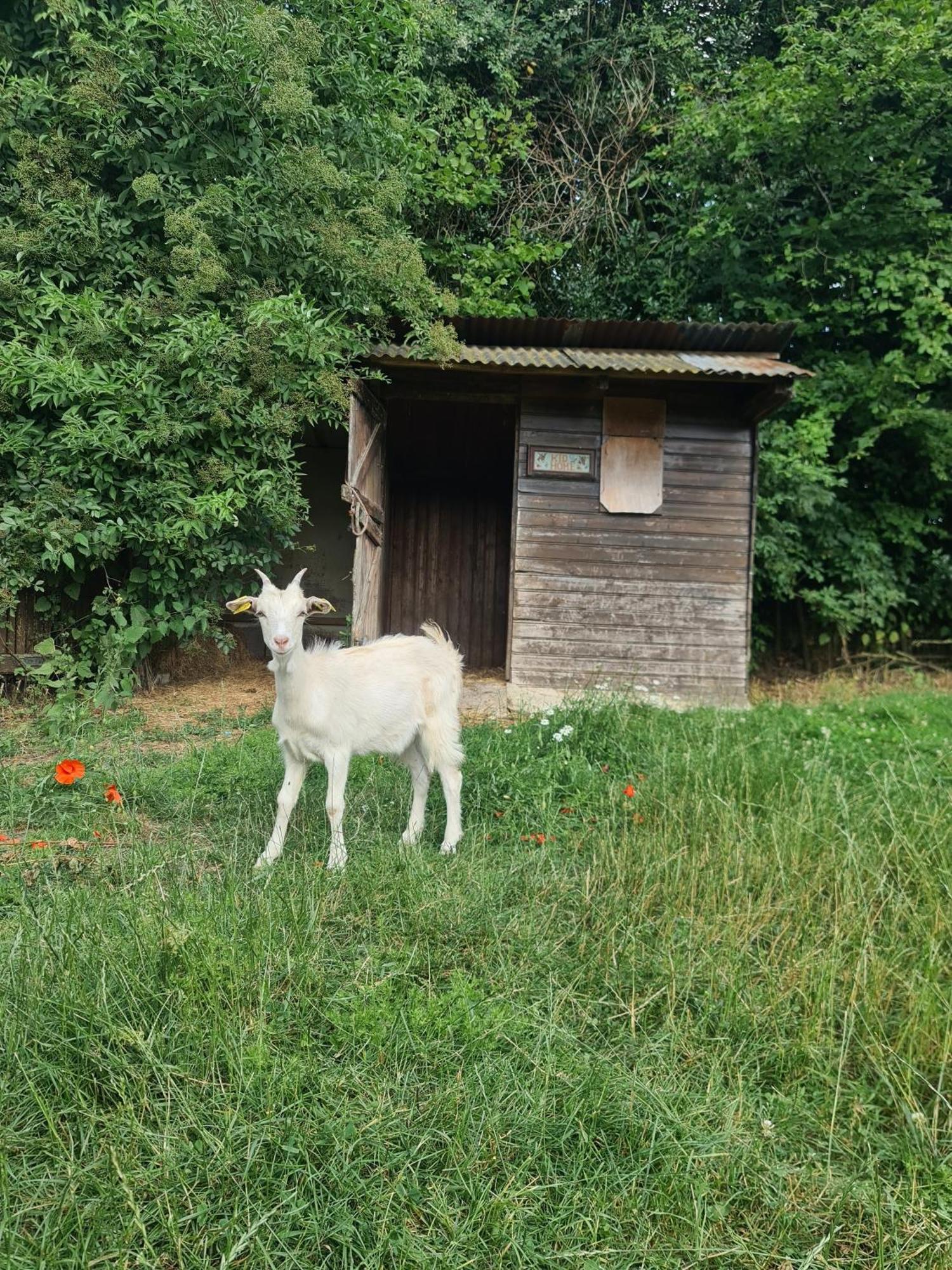 Villa Chambre A La Ferme, Les Vergers Du Muscardin Breel Exterior foto